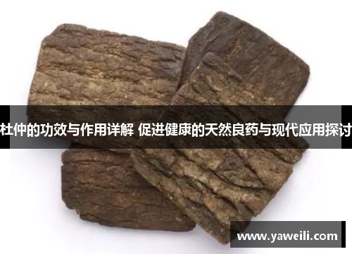 杜仲的功效与作用详解 促进健康的天然良药与现代应用探讨